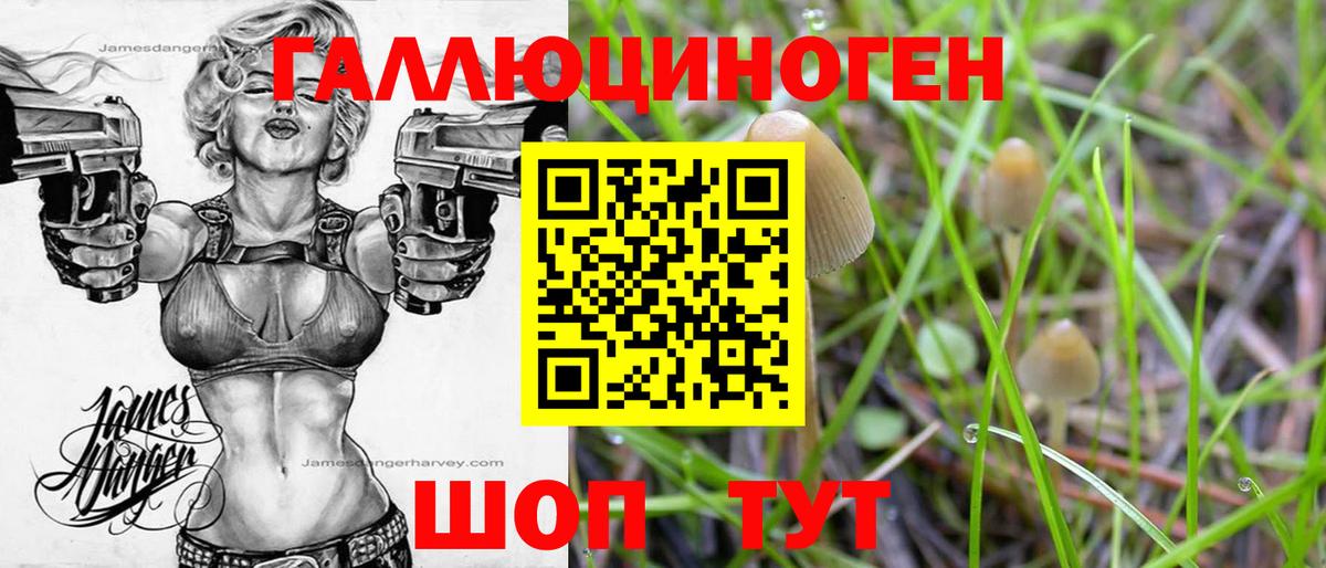 Псилоцибиновые грибы Psilocybine cubensis Кировск
